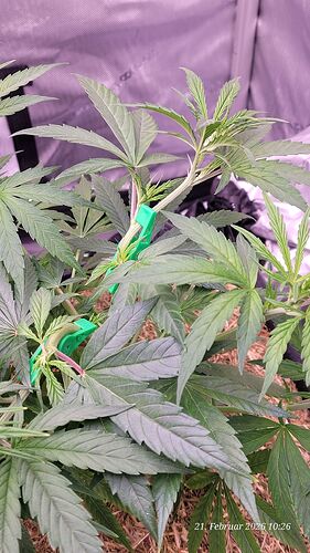 Tag 51 Klon 1 heute der rechte Trieb oben mit Pflanzenclip etwas zur Seite gelegt