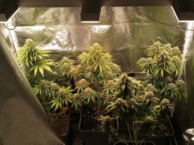 IMG_20240717_121959_335