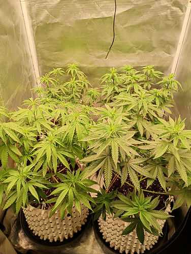 IMG_20260913_193812546_HDR