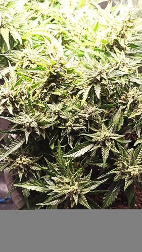 ac1297ad-fed0-482c-bab6-28d013b3093b-1_all_57203