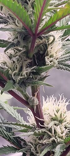 Tag 57 Haze 2 in der 5ten Blüte Woche 26.5.25