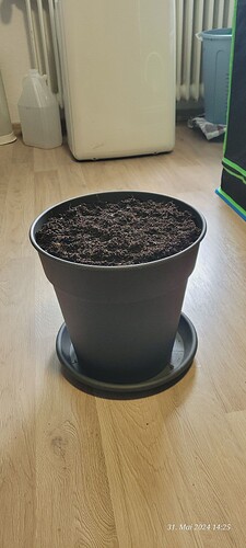 Tag 18 am 31.5.24 drei Schicht Aufbau jeweils ein Drittel 10 % , 5 % , 2,5 % und mit 900 ml an gegossen u Rotklee aus gebracht