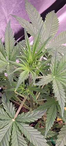 Tag 30 Gelato heute 29 cm erreicht