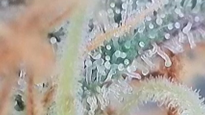 Tag 103 Trichome 5