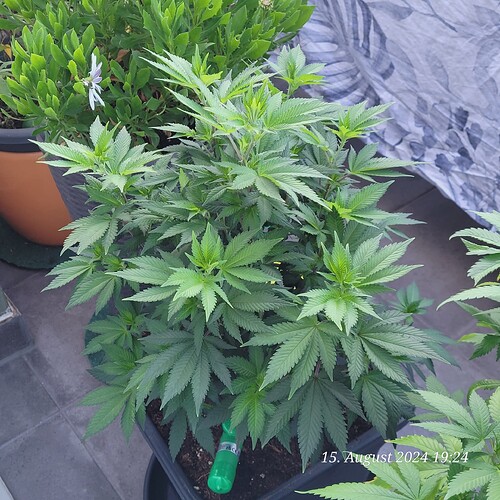 Tag 76 seit 6 Tagen auf dem Balkon und er wächst wieder , frisch um getopft in 10 % Erdmischung und bekommt eine gesündere Farbe 16.8.24