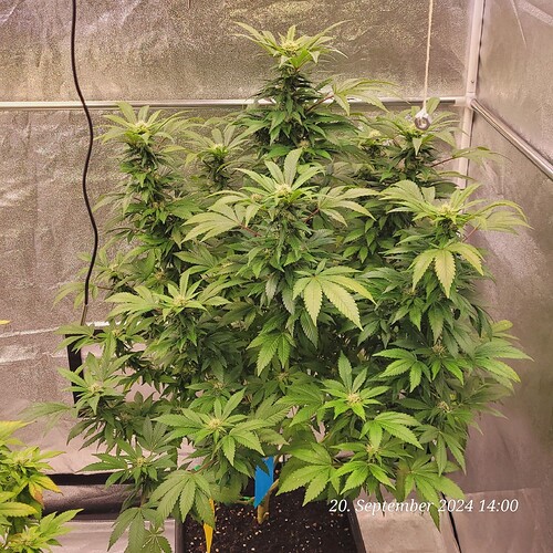 Tag 110 ende der 4ten Blüte Woche 20.9.24