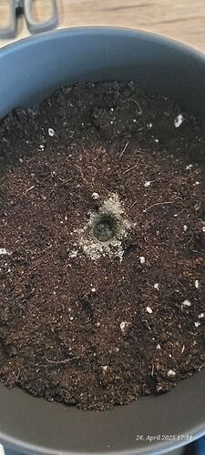 Tag 3 Congo 1 ein Topfen  26.4.25