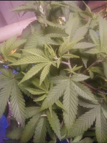 842b4cbb-7bed-4722-8ee8-69f238a50cbf-1_all_513