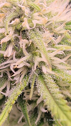 Tag 56 B.G. 2 in der 5ten Blüte Woche 5.1.26