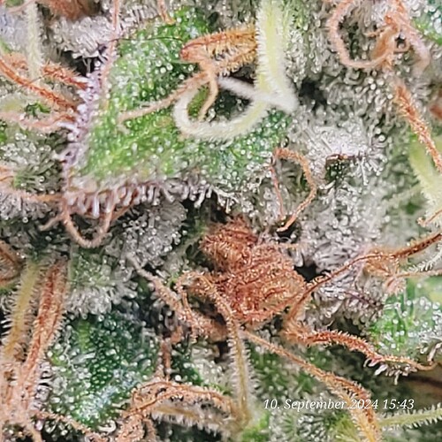 Tag 121 die Trichome