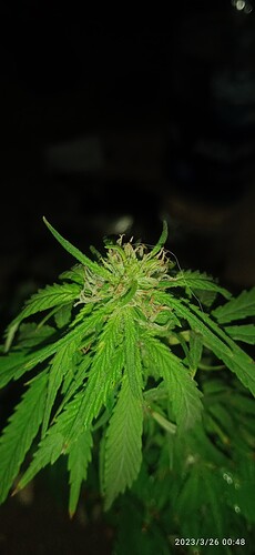 IMG_20230326_004857_1