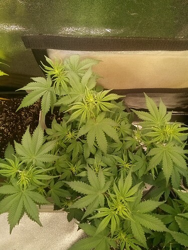 IMG_20241006_162354_922