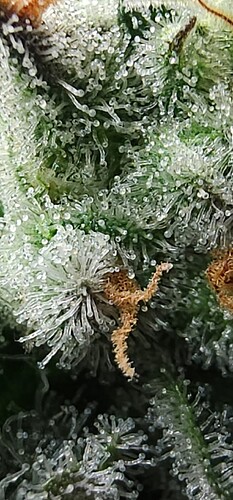 Screenshot_20240310_120132_Gallery