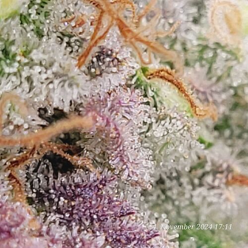 Tag 107 Klon 1, Trichome haben auch schon Bernstein in den Blüten