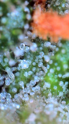 1000011379