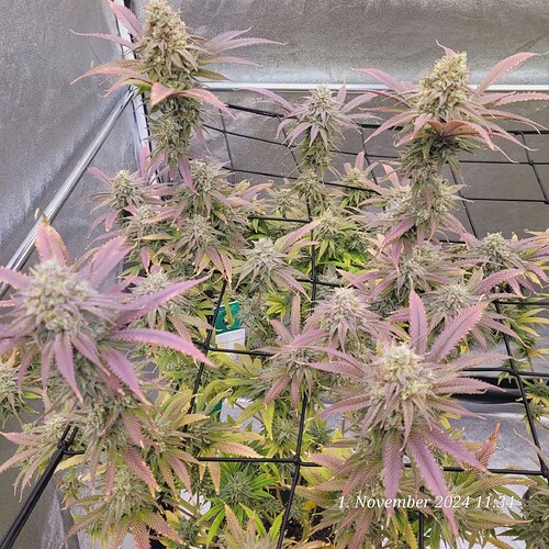 Tag 104 Klon 1, am 1.11.24