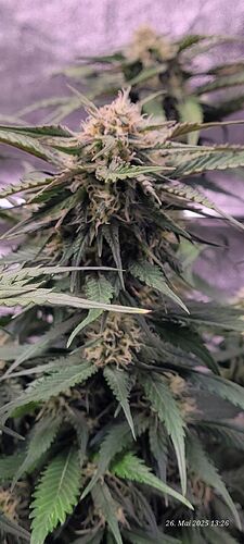 Tag 57 Haze 1 am 26.5.25