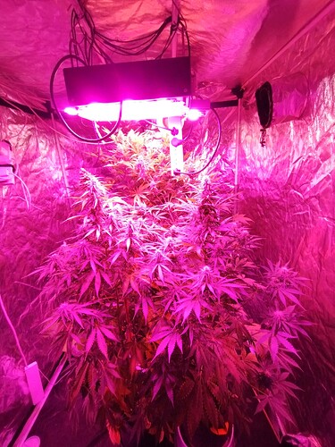 IMG_20230513_190635287