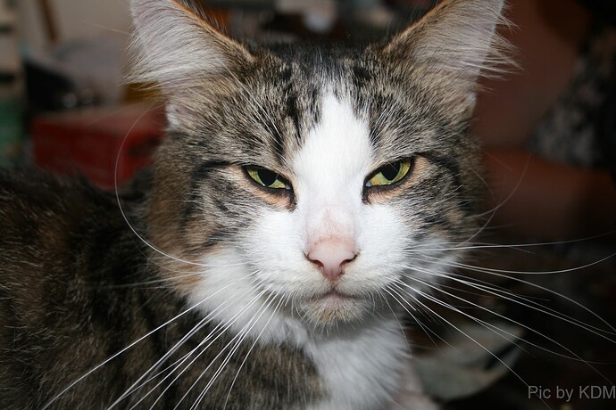 kye  great  pic  cat
