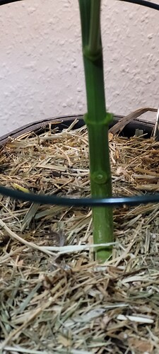 Tag 41 es wurde amputiert heute ein paar Teile 8.3.24