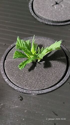 Tag 1 Klon 2 Verwurzelung 2.1.26