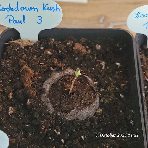 Tag 4 Keimung Nr.3 nun auch im Anzucht Topf 6.10.24