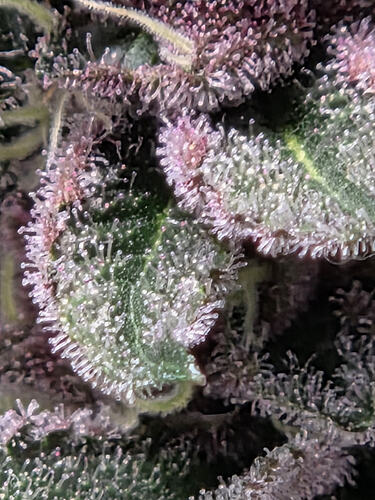 1000052830