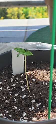 Tag 9 Congo 1 Sämling Tag 5 am 2.5.25