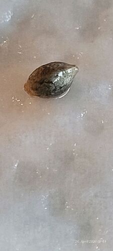 Tag 1 Keimung Congolese 1