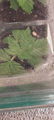 Tag 4 Verwurzelung Cookie Klon 2 am 17.5.24