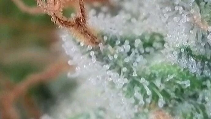 Tag 101 Klon 2, Trichome 5