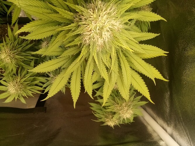 IMG_20240719_151328_767