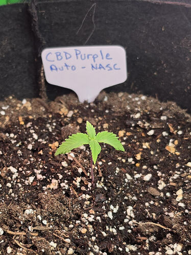 6825