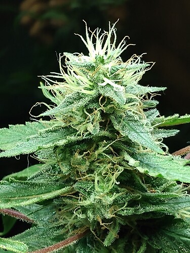 IMG_20220223_152348503