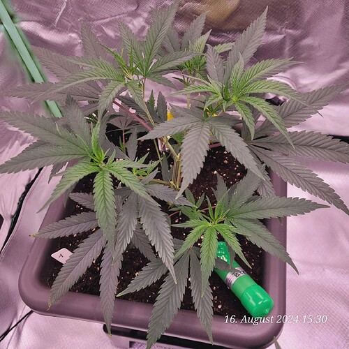 Tag 27 Klon 1 Wachstum Tag 24