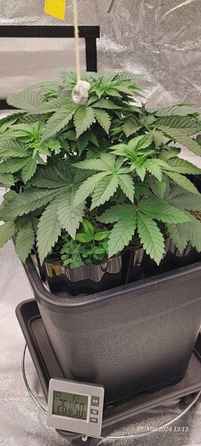 Tag 36 Cookie 2 ende der zweiten Wachstum Woche