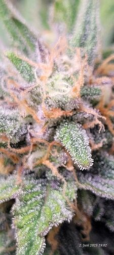 Tag 64 Haze 1 in der 6 ten Blüte Woche