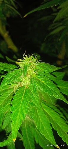 IMG_20231008_232724