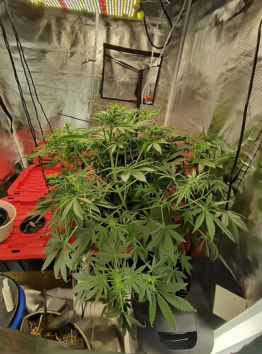 IMG_20230410_145558775_HDR