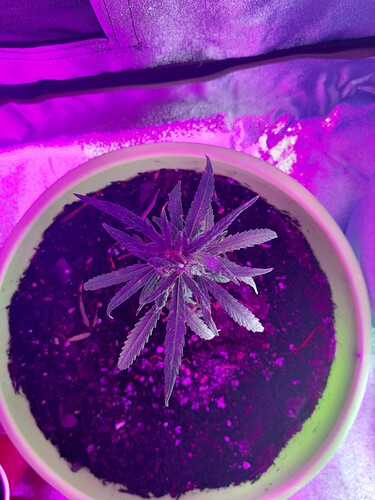 16639838621287598860460047751725