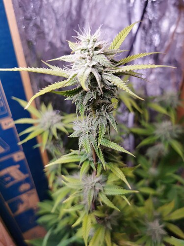 Lava Cake Clone G1 (3)