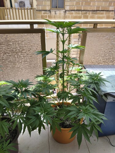 16873414250302023746079724610903