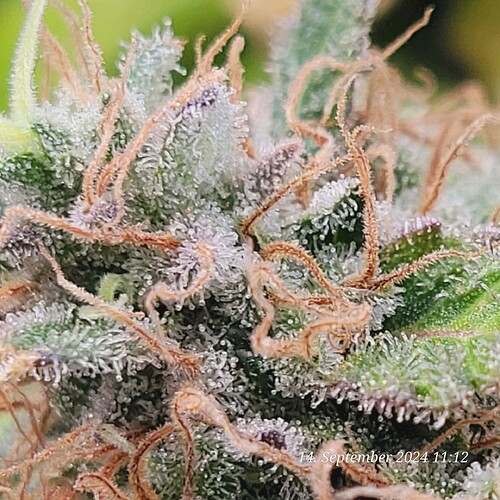 Tag 125 und immer noch und immer wieder helle Pistillen 14.9.24