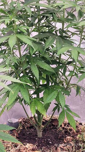 Tag 51 C. OG Blüte Tag 1 am 24.1.26