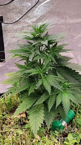 Tag 37 S.B.K. Wachstum Tag 19 am 10.1.26