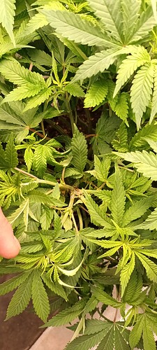 16460006460853011079480123571664