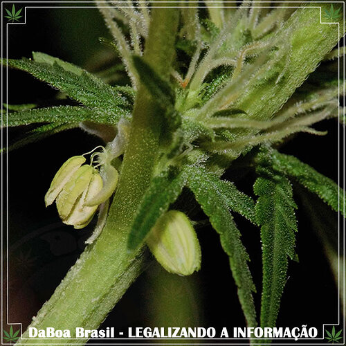 daboa-brasil-legalizando-a-informac3a7c3a3o-dicas-de-cultivo-o-que-fazer-com-uma-planta-hermafrodita