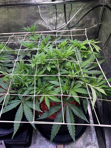 aR1k7c5GZlNlbavMQDMRDcMubg03_img@1761067268387