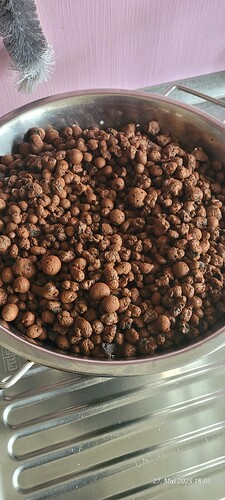 Tag 34 der Blähton wurde gekocht und vorher gewaschen 27.5.25