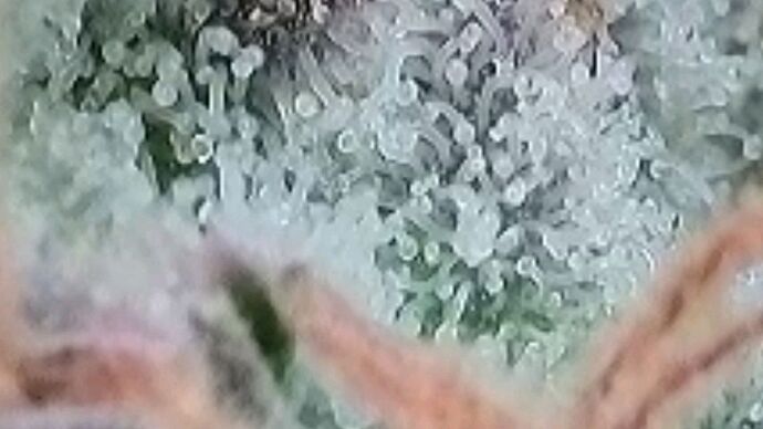 Tag 127 , ich denke das sie Morgen geerntet wird .